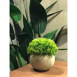 bonsai light green s con...