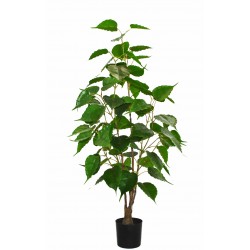 betula plant