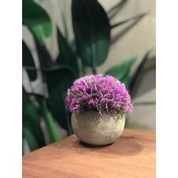 bonsai purple s con maceta