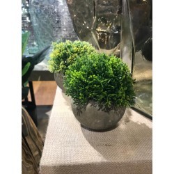 bonsai green s con maceta