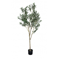 olivo l 180cm