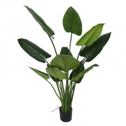 imperial green 110cm