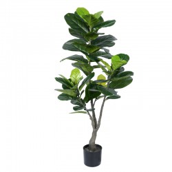 ficus pandurata 130cm
