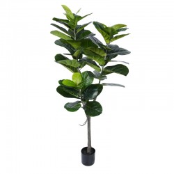 ficus psndurata 152 cm