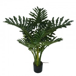 philodendron 102 cm