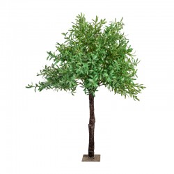 arbol olivo