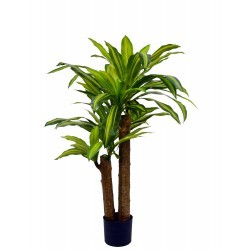 dracaena s 80cm
