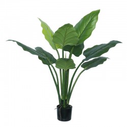 imperial green 120 cm