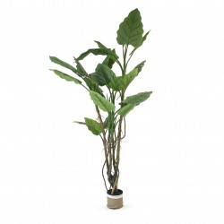 ficus umbellata 220cm