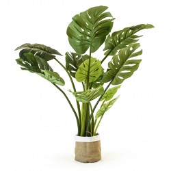 monstera deliciosa 110 cm