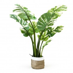 monstera deliciosa 110cm