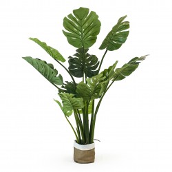 monstera deliciosa