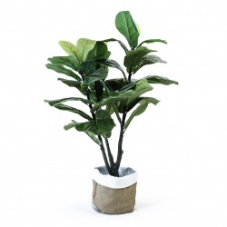 pandurata con green en...