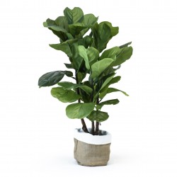 ficus higuera 85cm