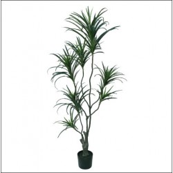 dracaena 150 cm