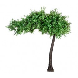 arbol olivo 310cm