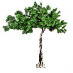 arbol pino 200cm